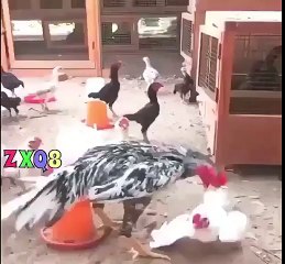 fulll funnny clip 2016