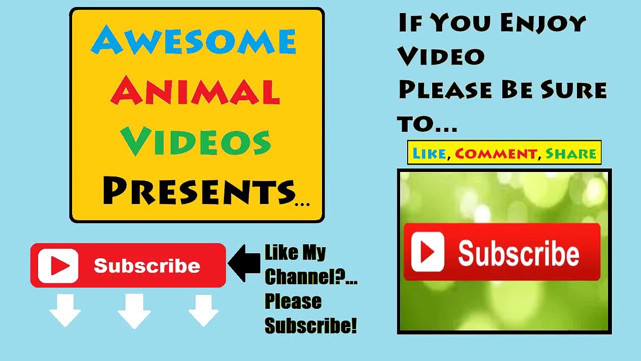 Best Funny Cats Fails Compilation Part 2 - Funny Cat Videos 2015 - Funny Pets, Funny Animals