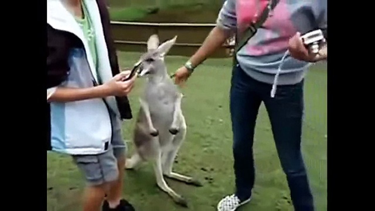 Funniest Animals On YouTube