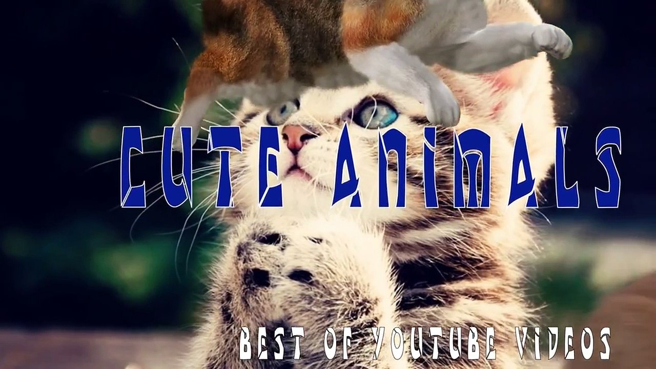 Funny Animals Compilation 2015- Try Not to Laugh or Grin While Watching This Impossible Challenge!