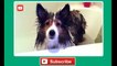 Funny Dogs Hate Baths Compilation - Funny Dog Videos, Funny Dogs, Funny Animals