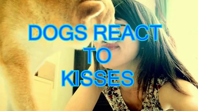 Funny Dogs Riding on Motorcycles + Bonus Dogs Hate Kisses - Funny Dogs Videos, Funny Animals