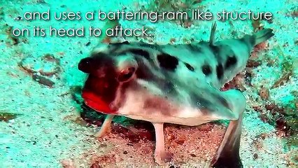 10 of the MOST AMAZING SEA CREATURES ever discovered!