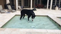 Katie the Great Dane drinks  in the pool with Bronze Great Dane Statue