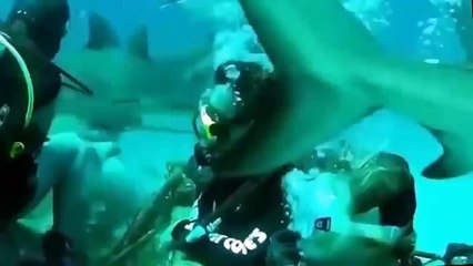 The Horrific attack of marine animals to humans in 2016 / Amazing Video