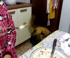 cane educato a tavola