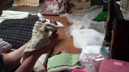 チワワ出産