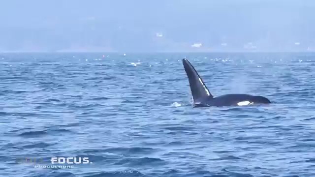 Bull Orca says: ` It`s called a Stellar Sea Lion for a reason...now isn`t it ? Haw-haw !