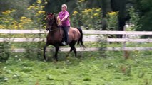 Caralussa's Sofarsogood - Saddlebred Country Pleasure mare for sale