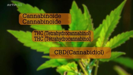 Du Cannabis sur Ordonnance ? (Xenius, Arte) (FR)