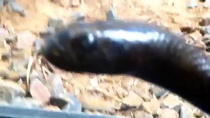 Australia Zoo - Inland Taipan