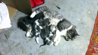Kittens fight for milk
