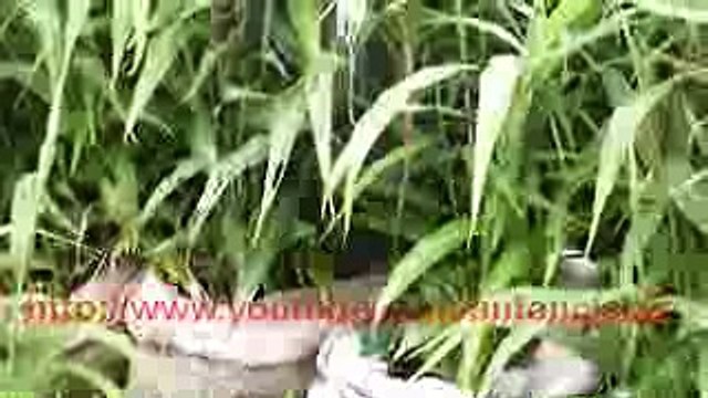 5 month old ginger plants