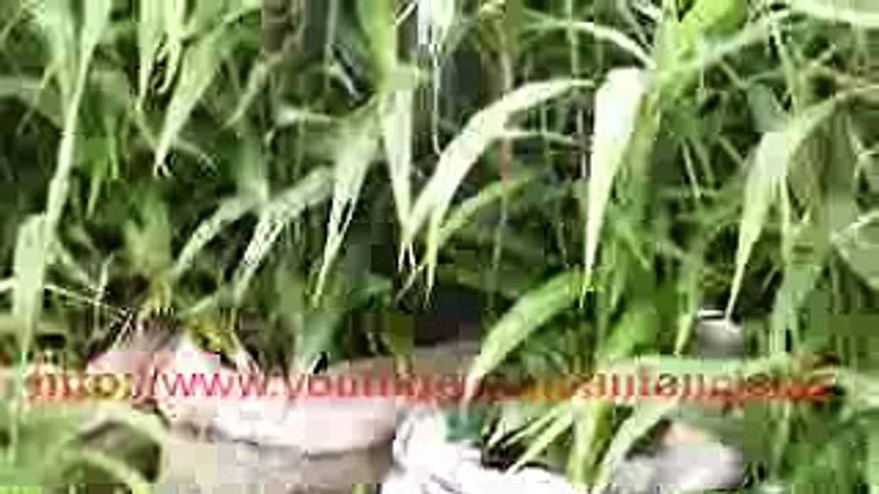 5 month old ginger plants