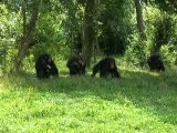 Futuroscope  vallée des singes 250