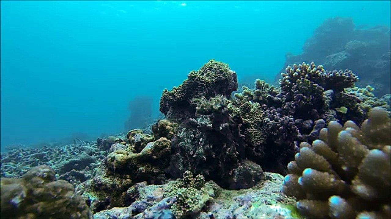 Octopus Fighting