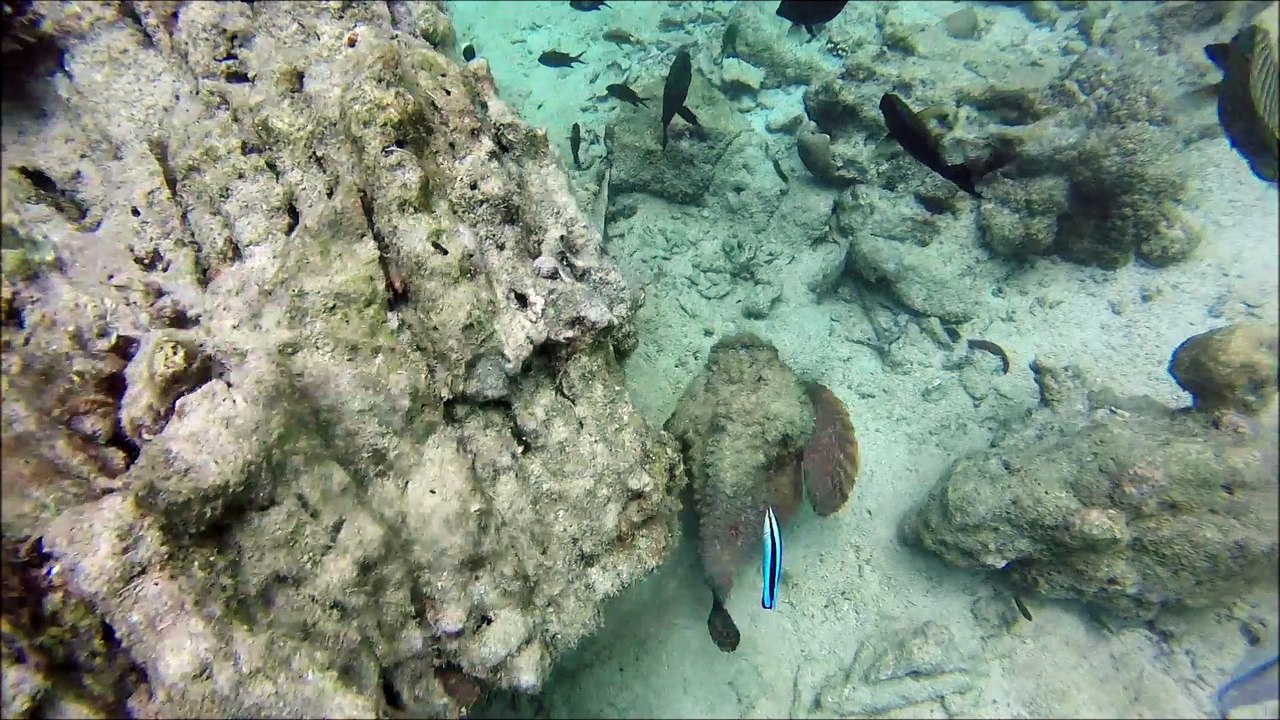 poisson pierre