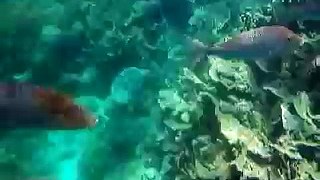 coral bay fish