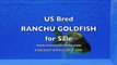 SOLD | Ranchu Goldfish for Sale *FB165