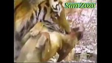 Wild animals hunting dog. Pit bull vs tiger. Leopard attack guard dogs. Mountain lion vs dog.