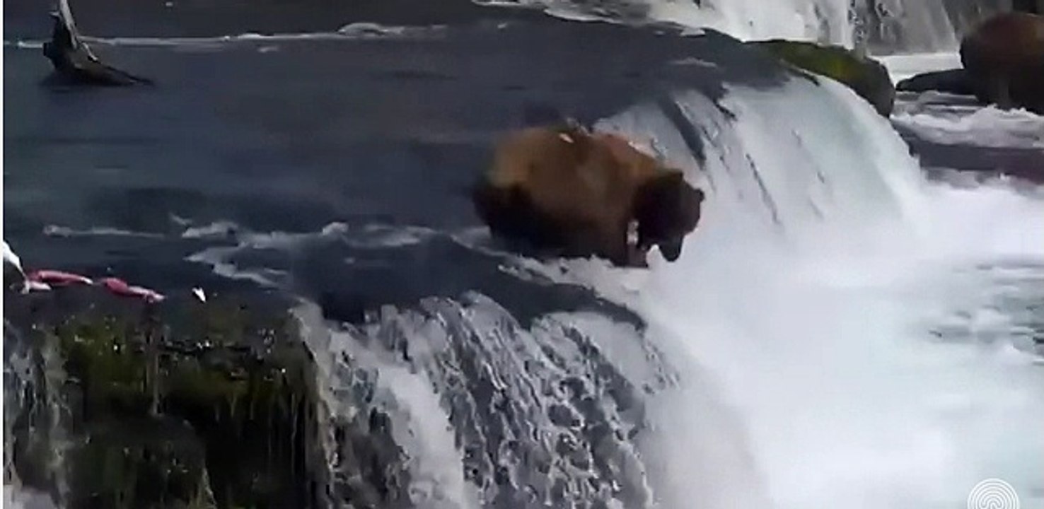 View bear eats a large number of fish