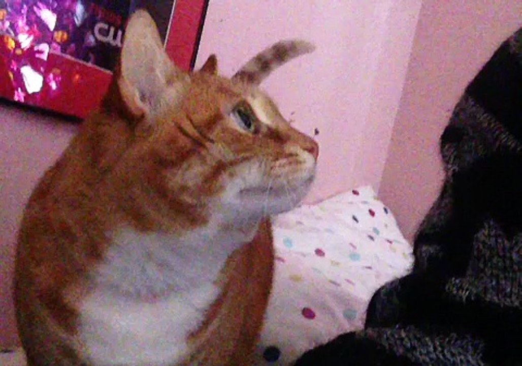 kitty kisses