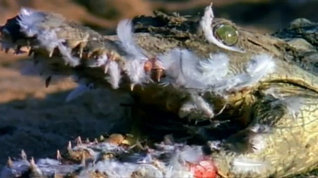 Triumph of Life (6) The Survivors