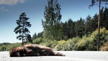 130 A dead animal Raccoon dog on a highway being passed out by flies