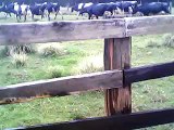 spraying cows