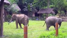 Lynchee, Nong Dah, Meena & Jenny meet tyres & the MIII e-fence.