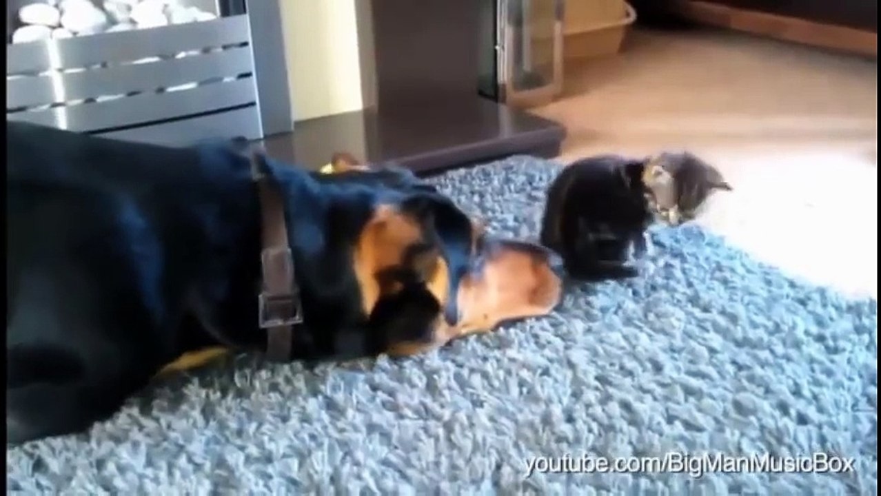 Dogs Annoying Cats with Their Friendship
