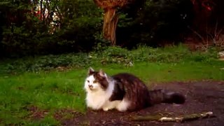 Norwegian Forest Cat pruts ten velde