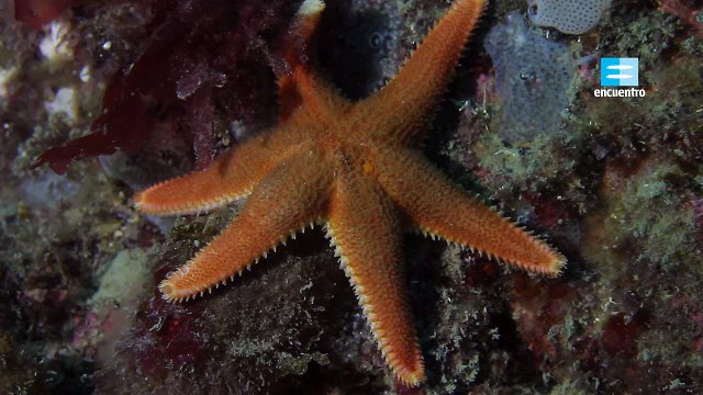 Atlántico Sur Parque Marino Costero documental completo latino