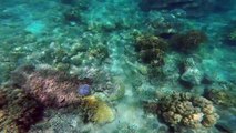 snorkeling - diving, Trumpet fish, Mun Island, Vietnam