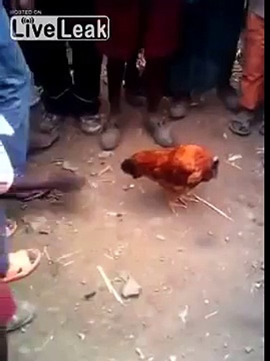 Headless Chicken Amuses Kids