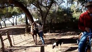 Tennessee Walking Horses and Rocky Mountain Horse on cattle ranch in Texas