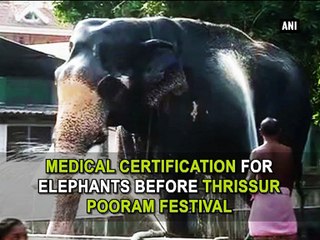 Medical certification for elephants before Thrissur Pooran festival