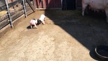 Piglets playing and mother pig feeding at Frying Pan Farm Park