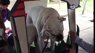 Boxer Bash Kissing Booth