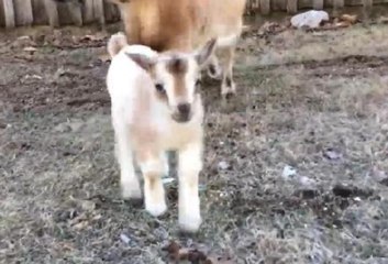 Şirinlik sınırlarını zorlayan 1 günlük keçi