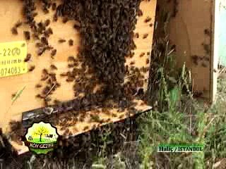 263 Arıcılık Konferansı Haliç İstanbul