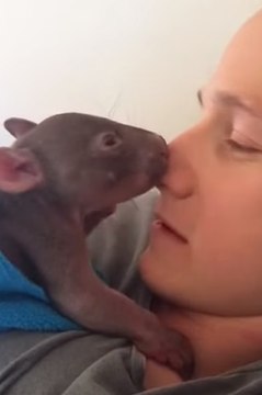 Orphaned Baby Wombat Enjoys Cuddles With His Carer