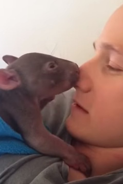 Orphaned Baby Wombat Enjoys Cuddles With His Carer