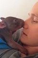Orphaned Baby Wombat Enjoys Cuddles With His Carer