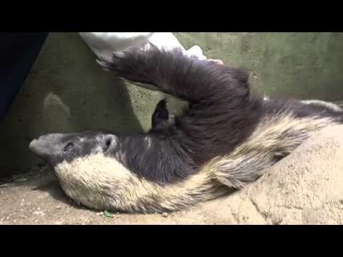 This Honey Badger Loves a Scratch