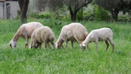 Koyunlar "Kışlık Elbiselerini" Çıkarıyor
