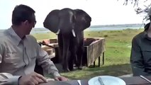 فيل ضخم يهجم على ناس