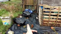 Planting onions, garlic and clearing space for more beans and sunflowers