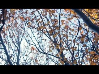 Bande-Annonce : Sagas d'Alphasia - Tome I