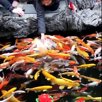 Nourrir des centaines de poissons rouges... Magique